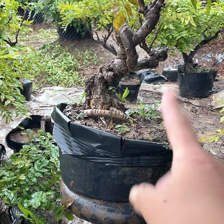 水牛皮（革）用****7物