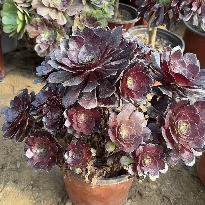多肉植物法师黑寡夫6