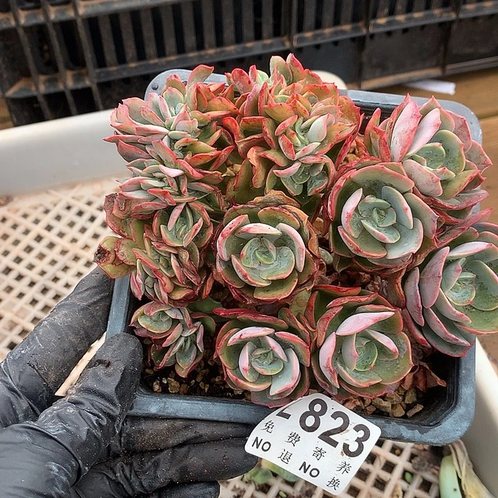 霞光缀化 多肉植物 9.28号发