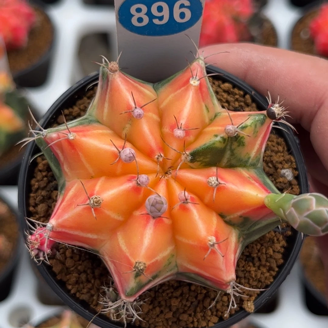 896实生米哈锦带盆带土发货