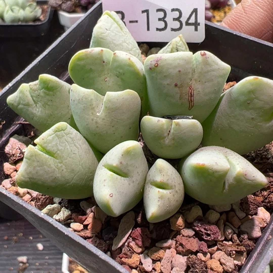 多肉植物1111111111111