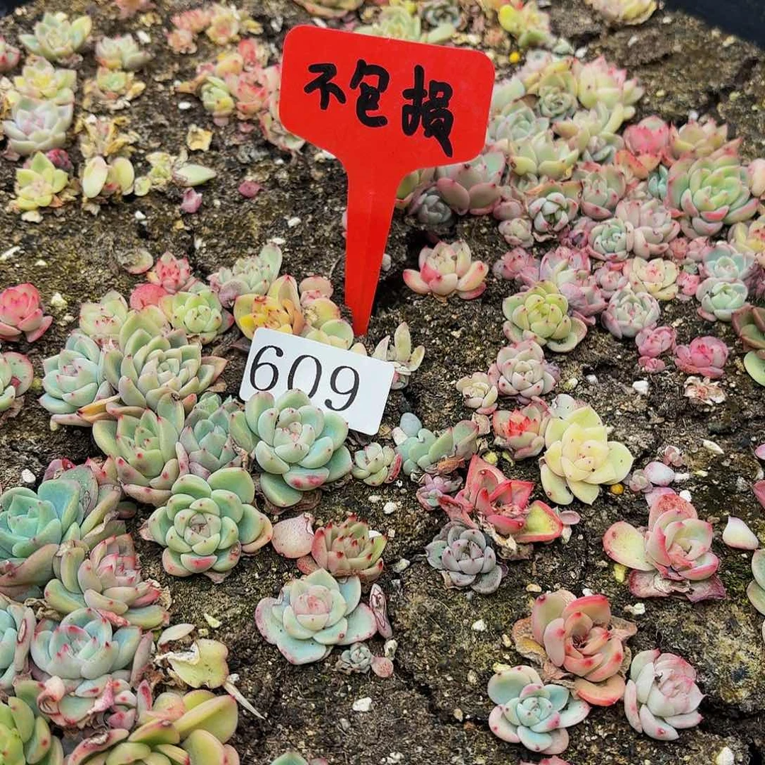 多肉植物多肉植物609