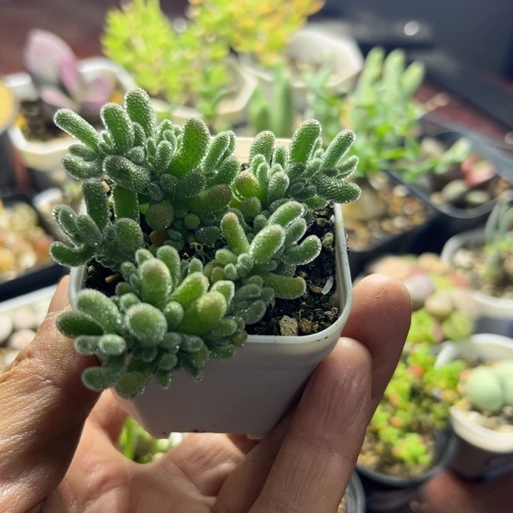 冰晶枝干可爱多肉012