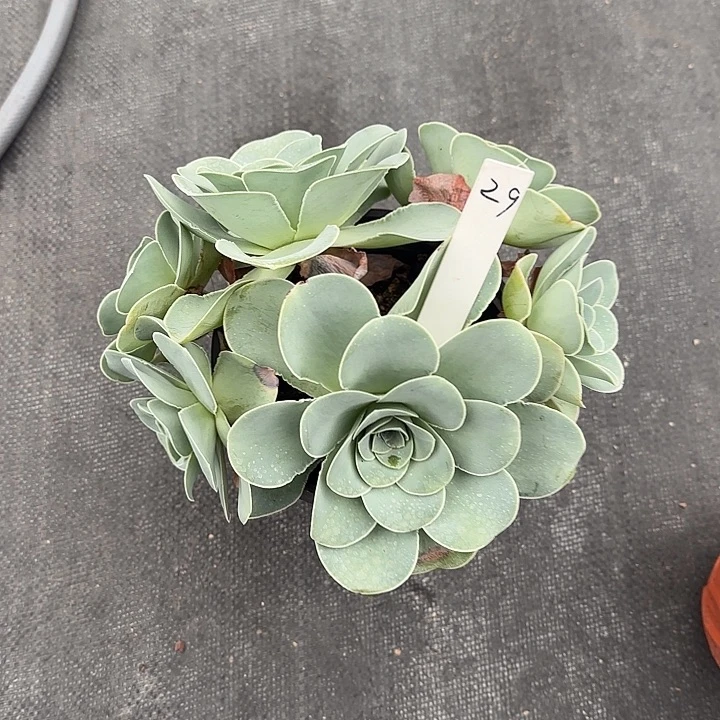 山地玫瑰一物一拍，脱土发，29号，不包断侧芽