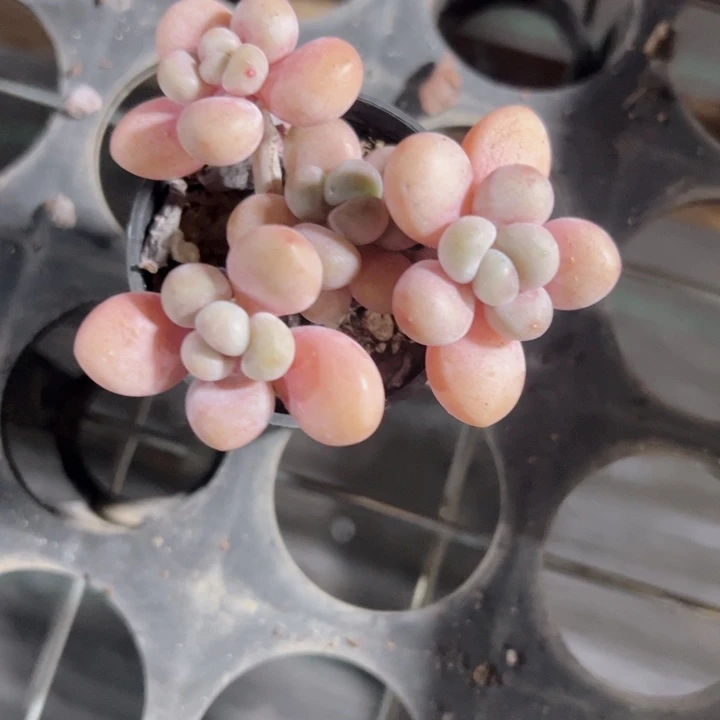 ?***?红洛神精品多肉植物