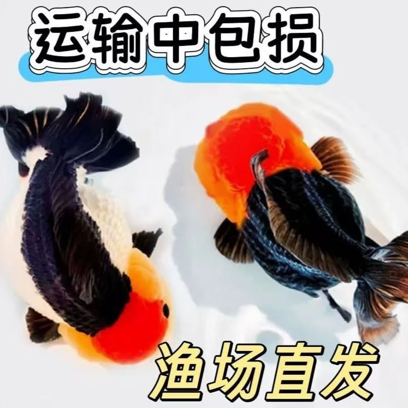 精品泰狮玛丽观赏鱼黑白熊猫三色红头黑袍冷水淡水好养耐活宠物鱼