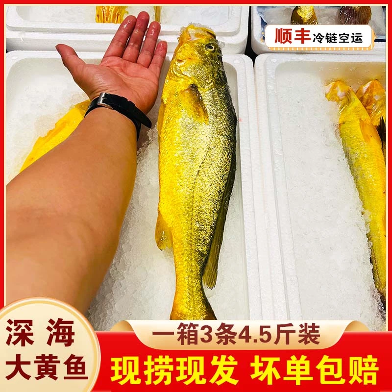 【直播推荐】一箱3条4.5斤装，正宗深海大黄鱼，深夜捕捞，冰鲜发货