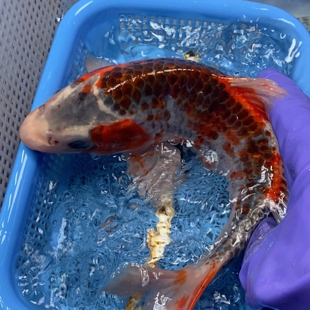 锦鲤冷水锦鲤包邮