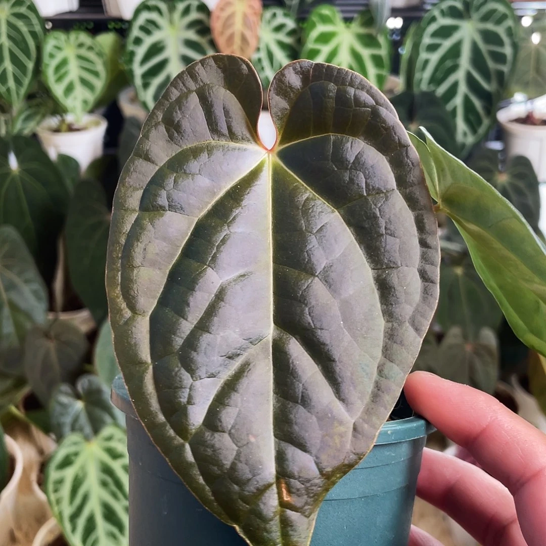完全开放红水晶杂奢华