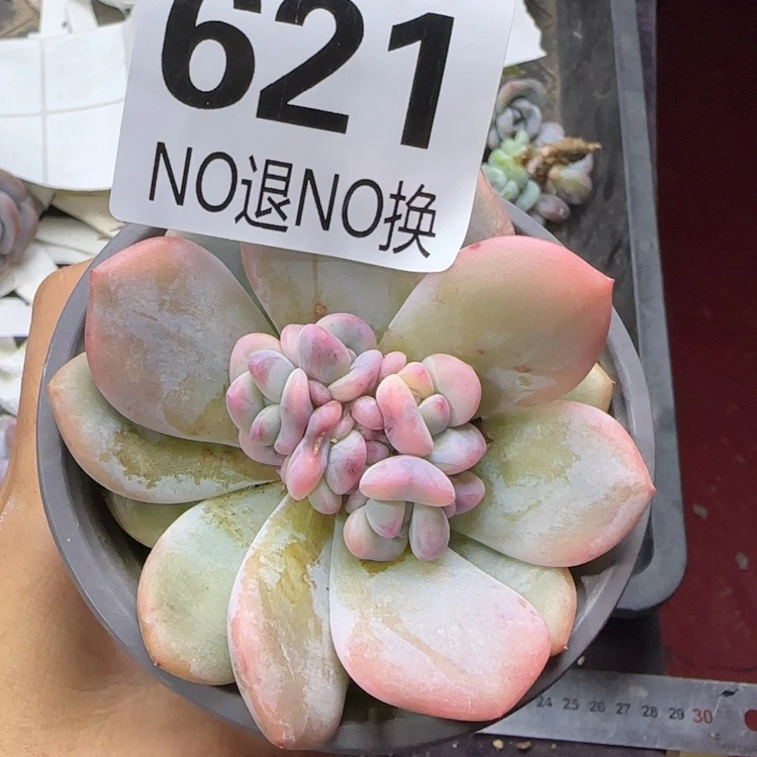 锦一物一拍621号好好