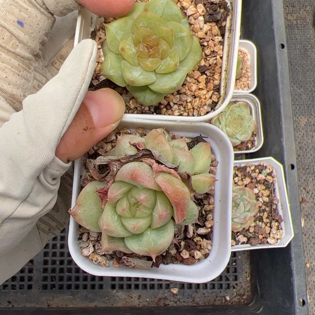 菲***士375 多肉植物组合盆栽