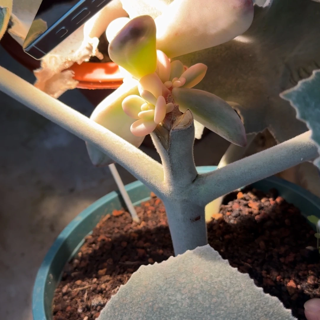 粉兔/安吉园艺锦锦锦