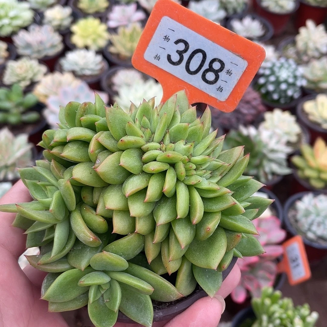 小***妹308号多肉植物盆栽