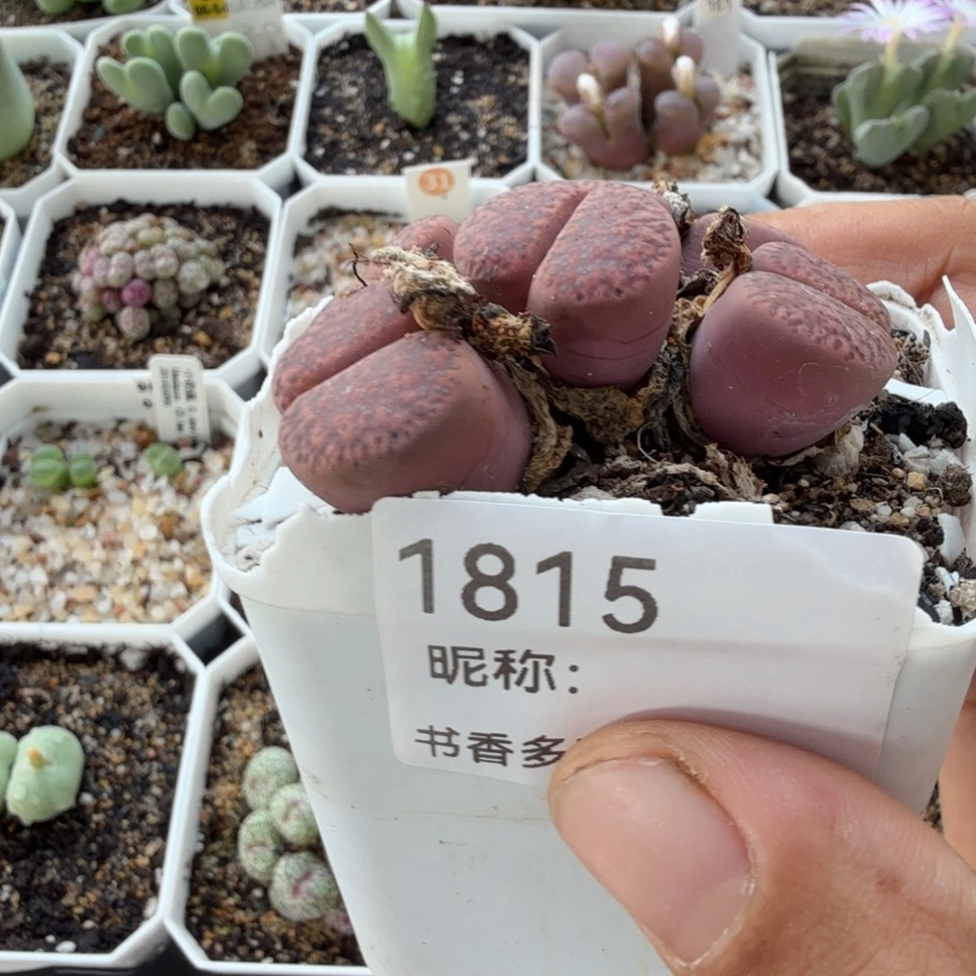 芥***辣多肉。