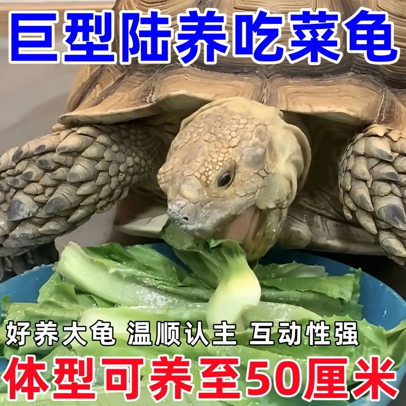 陆地巨型吃菜龟特大草龟素食乌龟活物幼小乌龟宠物龟苗大型下蛋龟