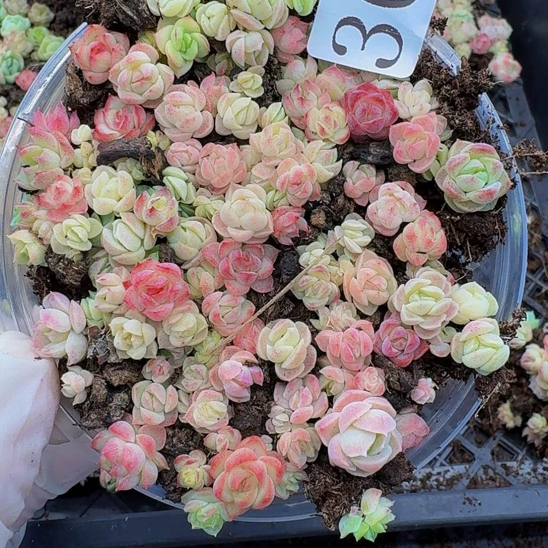 多肉植物多肉植物301