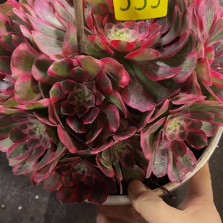 哈哈多肉葡萄福利533