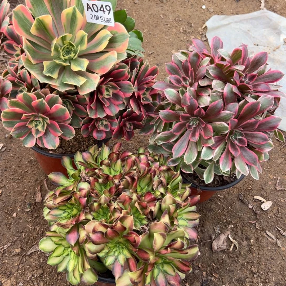 049多肉  3颗不包断头