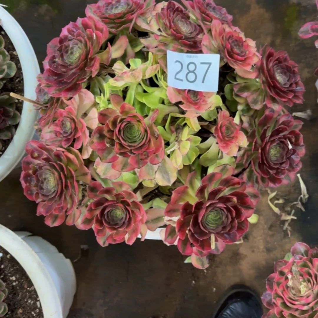 哈哈多肉葡萄福利287