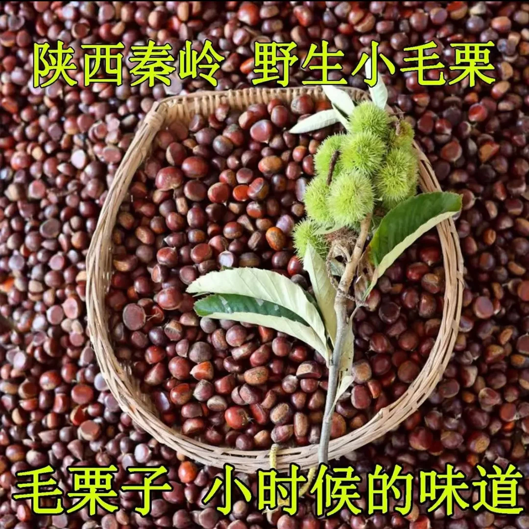秦岭深山野生带壳小板栗香甜可口