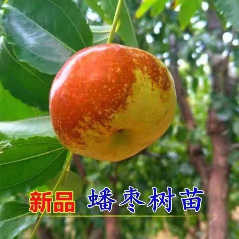 蟠枣树苗大果蟠枣苗核小肉多盆栽地栽南方北方耐寒带泥浆保湿发货