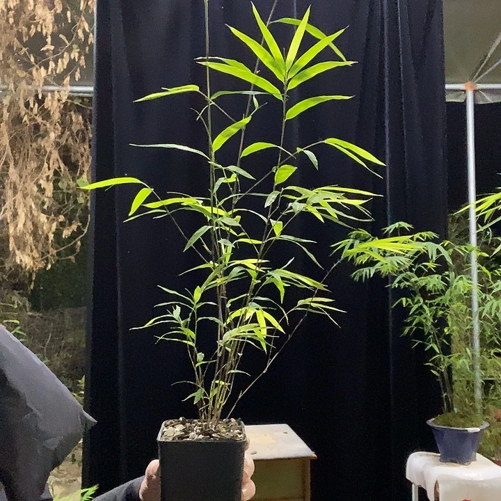 完全开放内门竹内门竹内门竹外