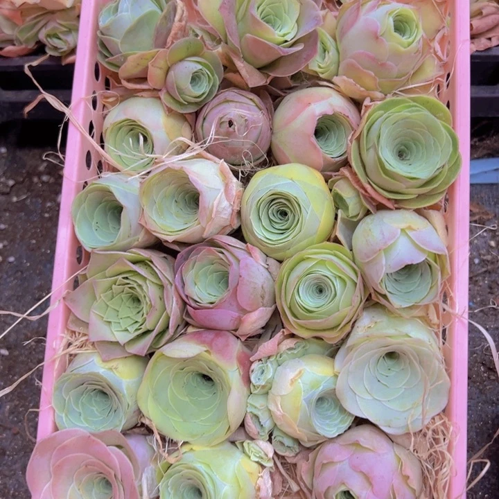 组合21克裸根不带土发货