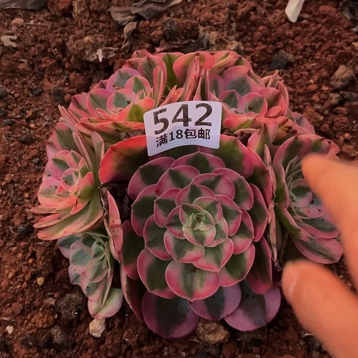 542倾城朵朵无根福利发货