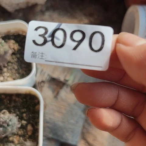 二*?3090两个实生娇丽