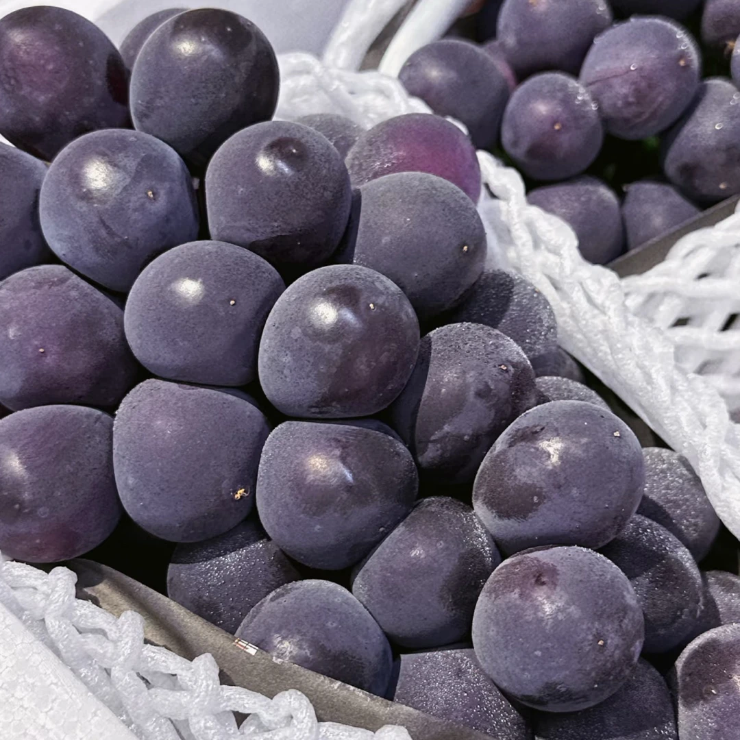 东北辽峰葡萄汁水多爆汁无籽一串 1600g左右辽宁省