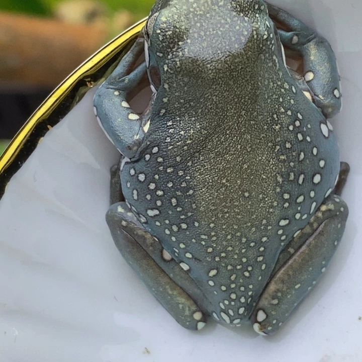 老爷树蛙鎏金暴雪27号