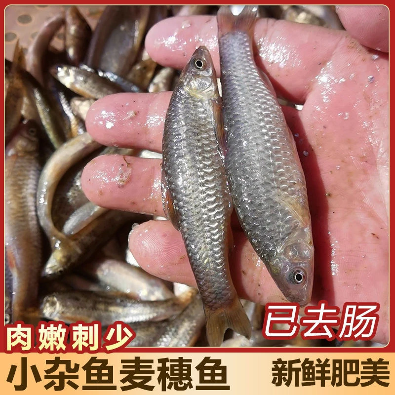 野生麦穗鱼溪流罗汉鱼柳条鱼