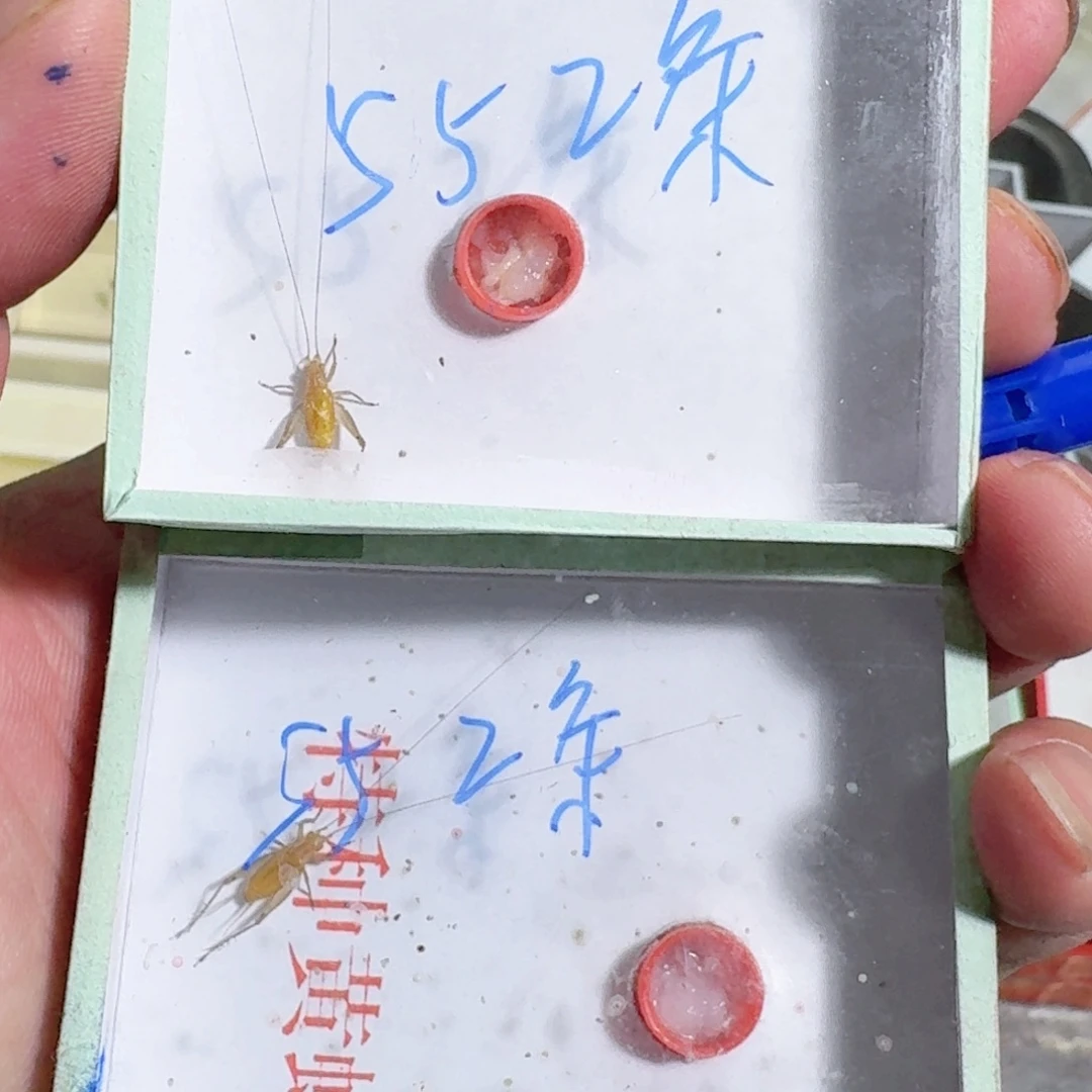 可***冰蟋蟀蝈蝈你的手机怎么关机啦