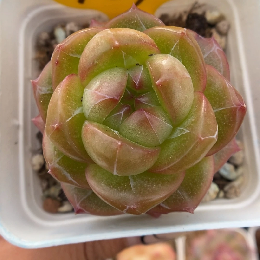 梦之蓝可拍924号。