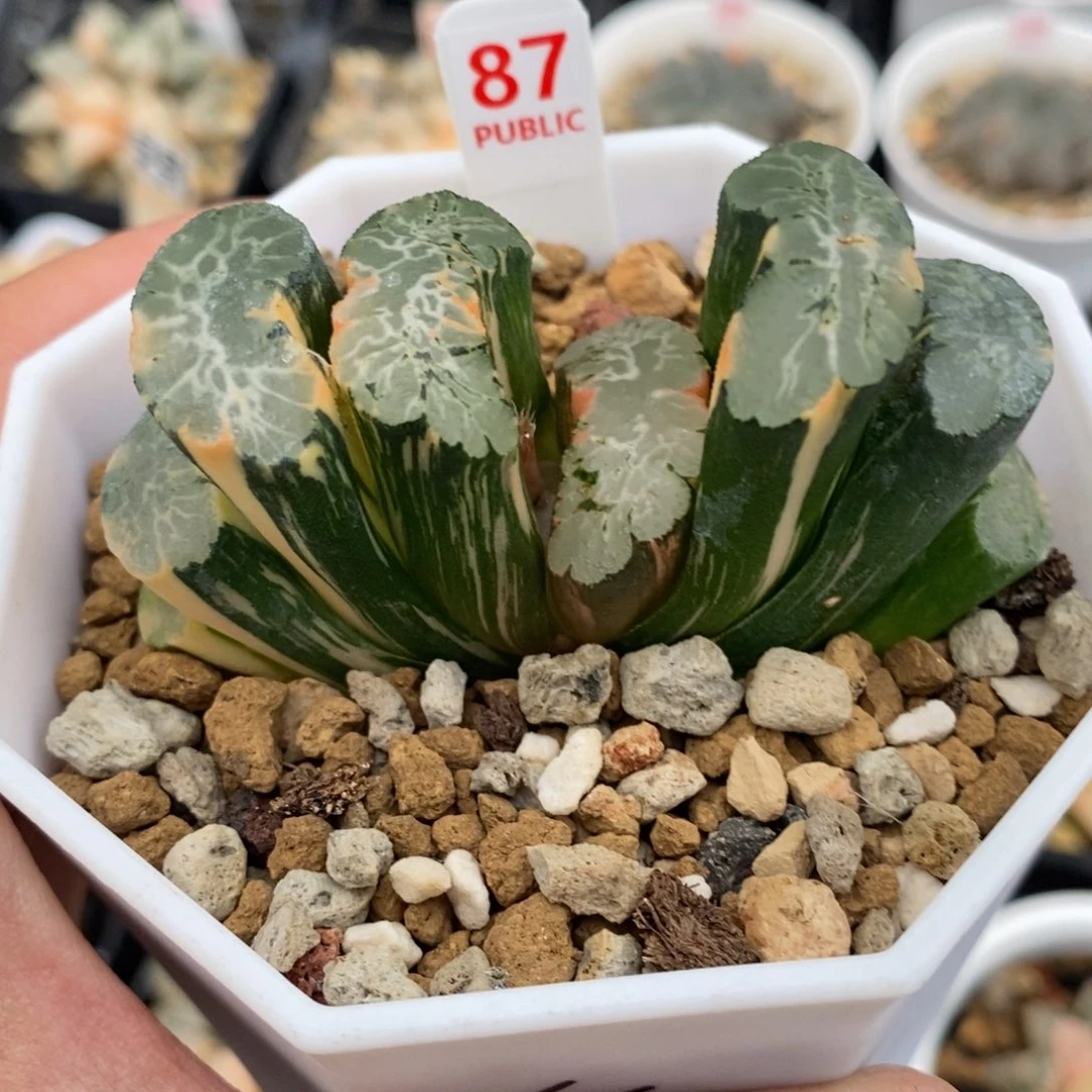 87北宅玉扇锦一物一拍