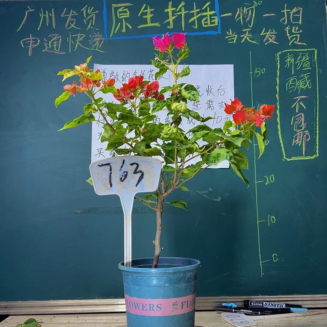 当前无花栽培后可以开花香港丽人763