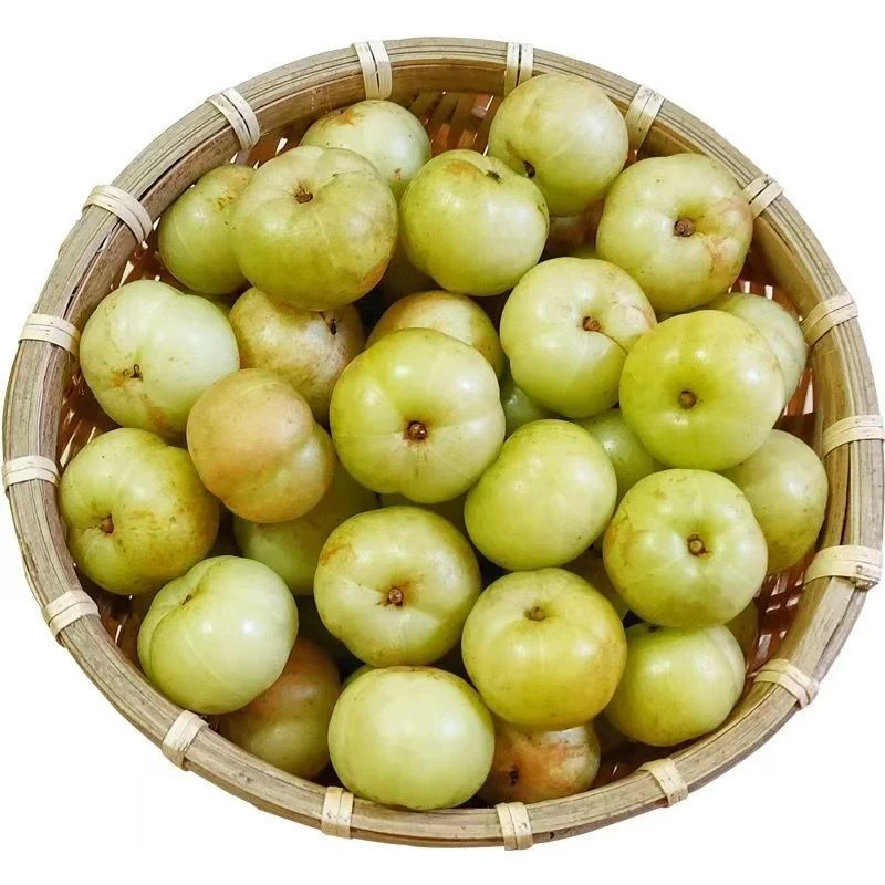 新鲜油甘果现摘牛甘子滇橄榄余甘果油柑子当季酸水果泡酒腌制榨汁