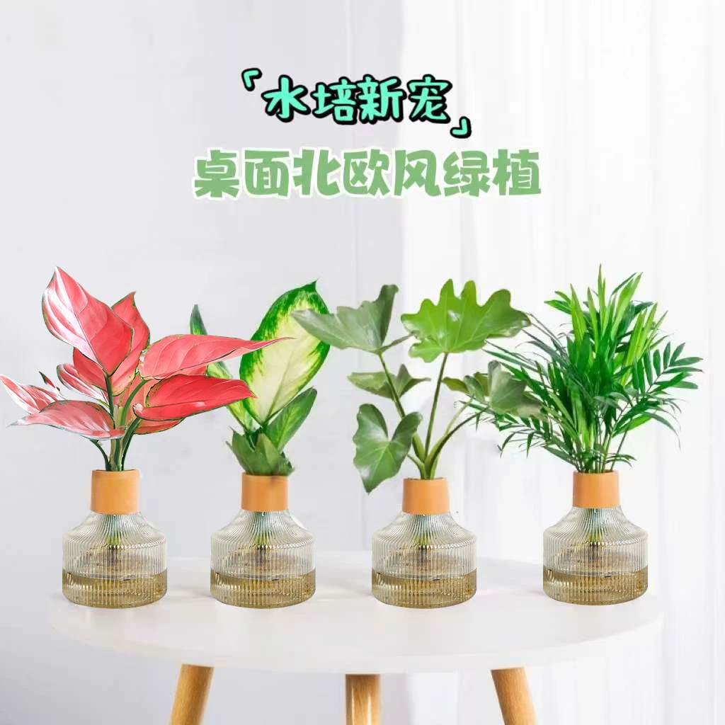 买三送一】水培绿植盆栽吉利红玛丽安春羽袖珍椰子