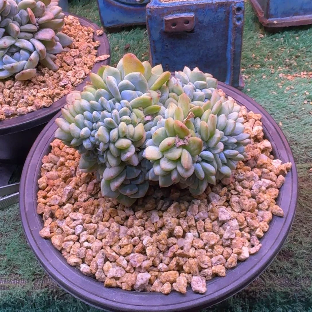 星影缀化无砍多肉