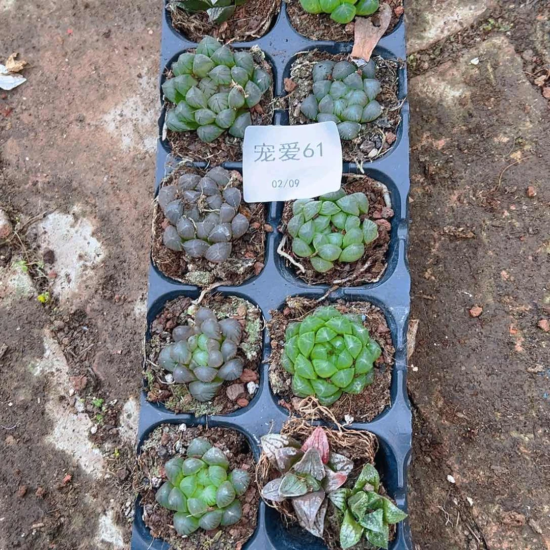 直播福利一物一拍61