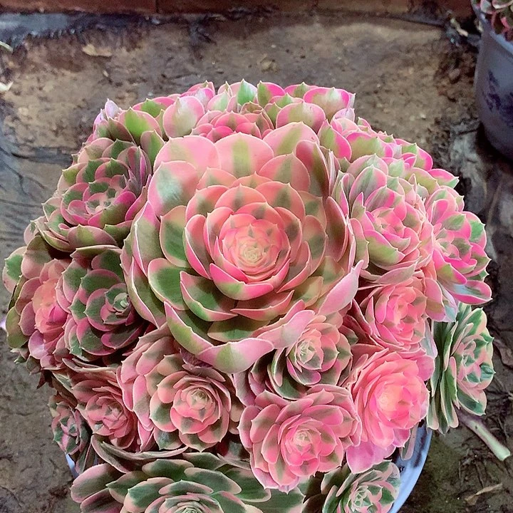 粉女郎，多肉植物