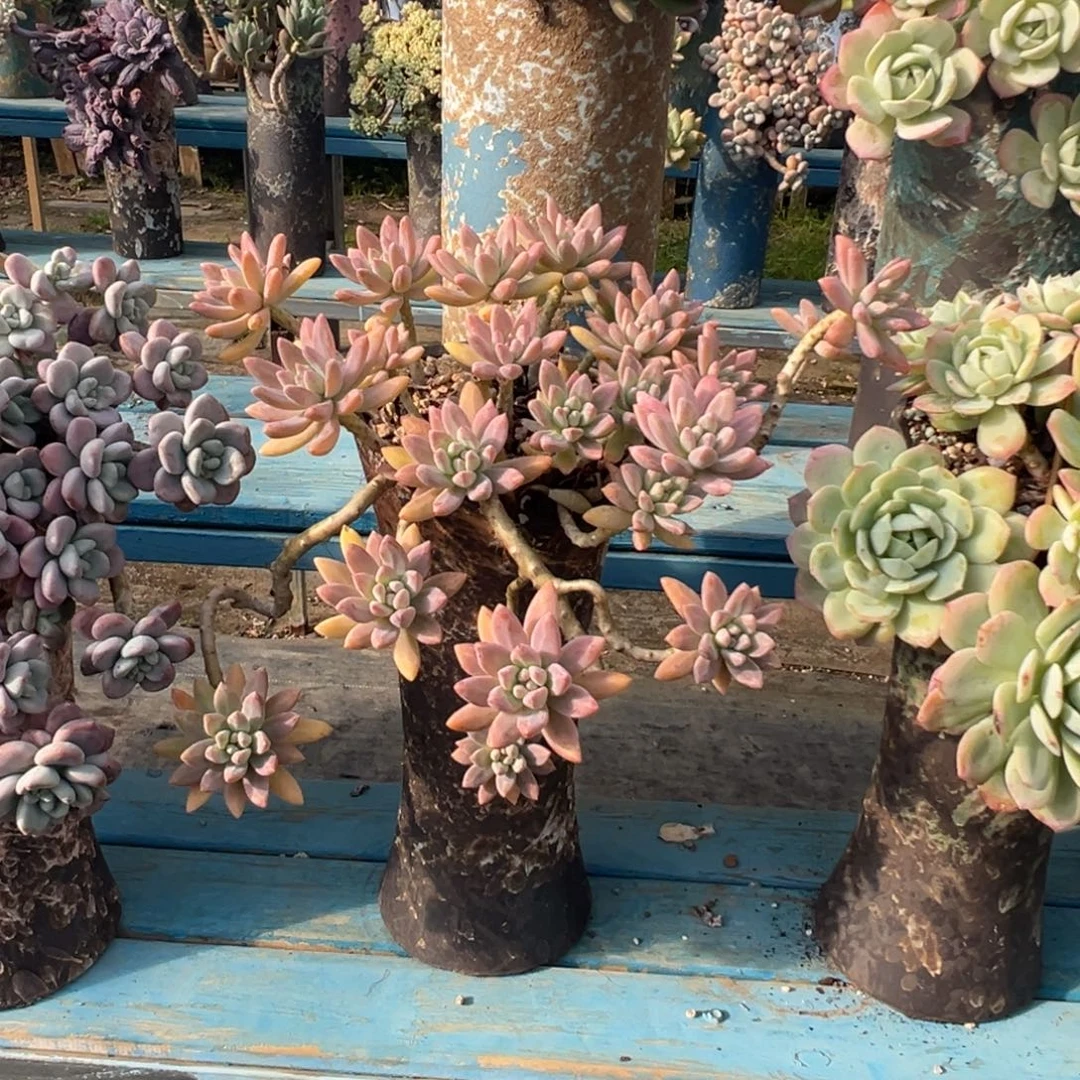 精品秋丽妖桩 裸肉