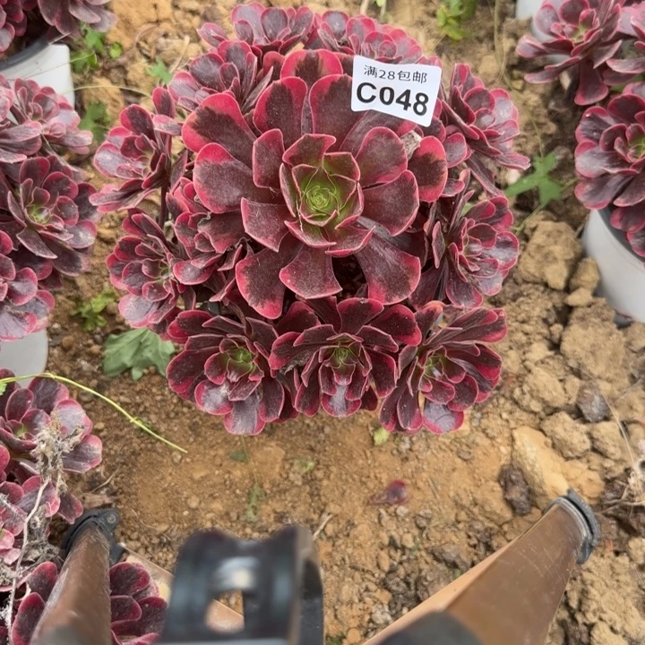 048 多肉植物不包断枝