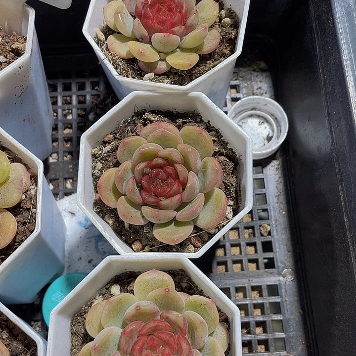 葡萄珍妮带盆土发