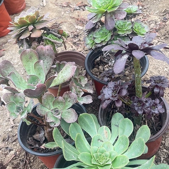 套餐花卉花卉套餐
