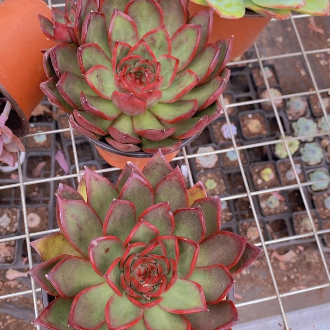 野马东云大单头精控精养两盆