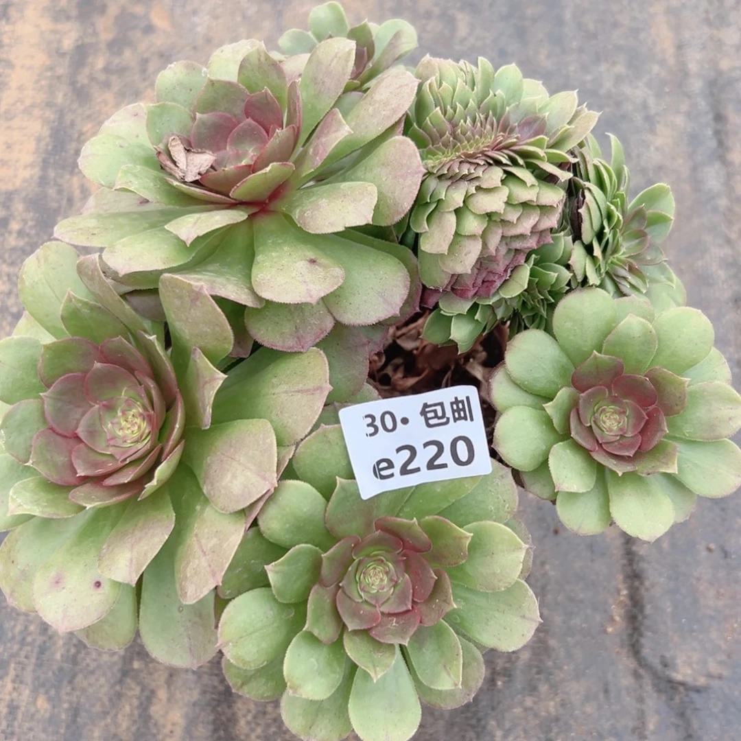 220沙拉碗多肉法师