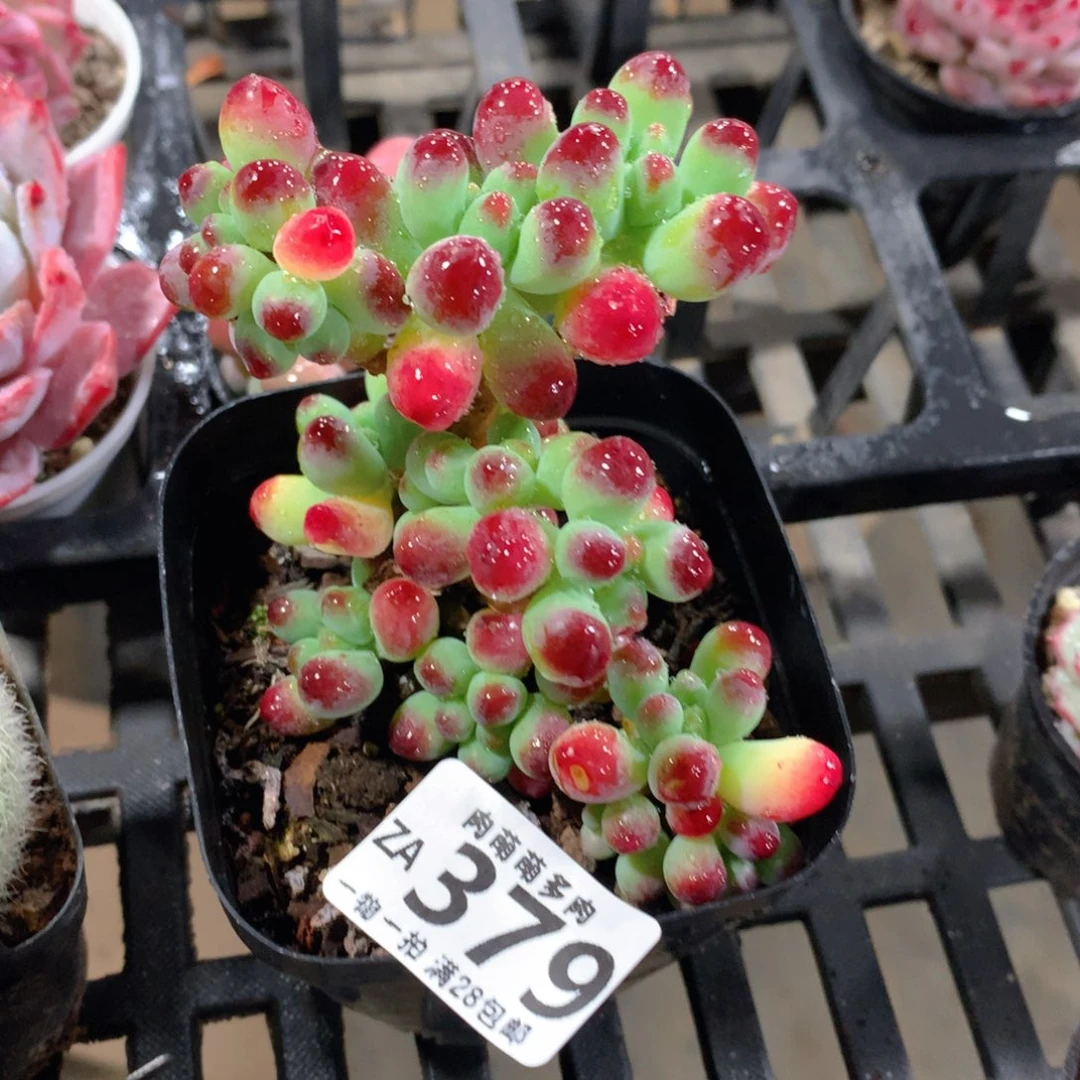 肉萌萌拇指盆精控多肉ZA379