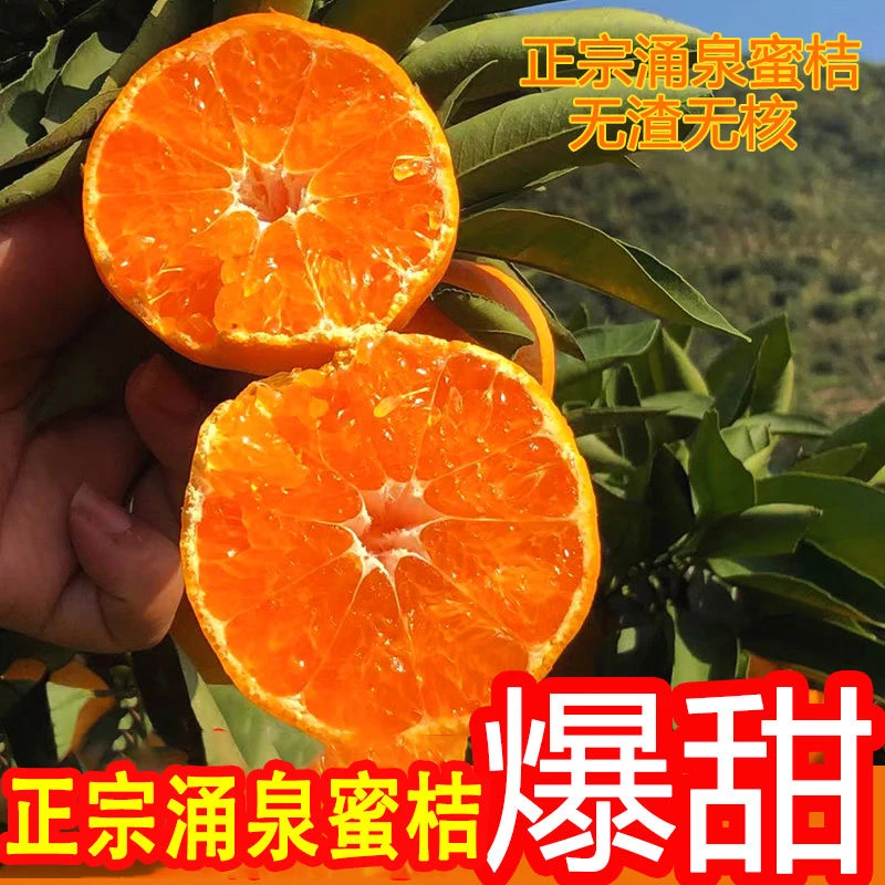 【顺丰次日达】浙江临海涌泉蜜桔高山橘子新鲜无核蜜桔当季水果原产地直发浙江省