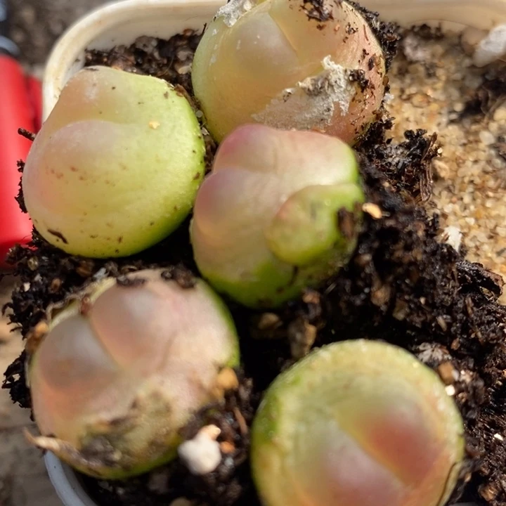 2354大拉登一颗一颗